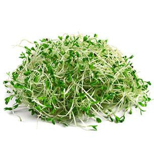 Alfalfa Sprouts - punnet